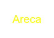 Areca